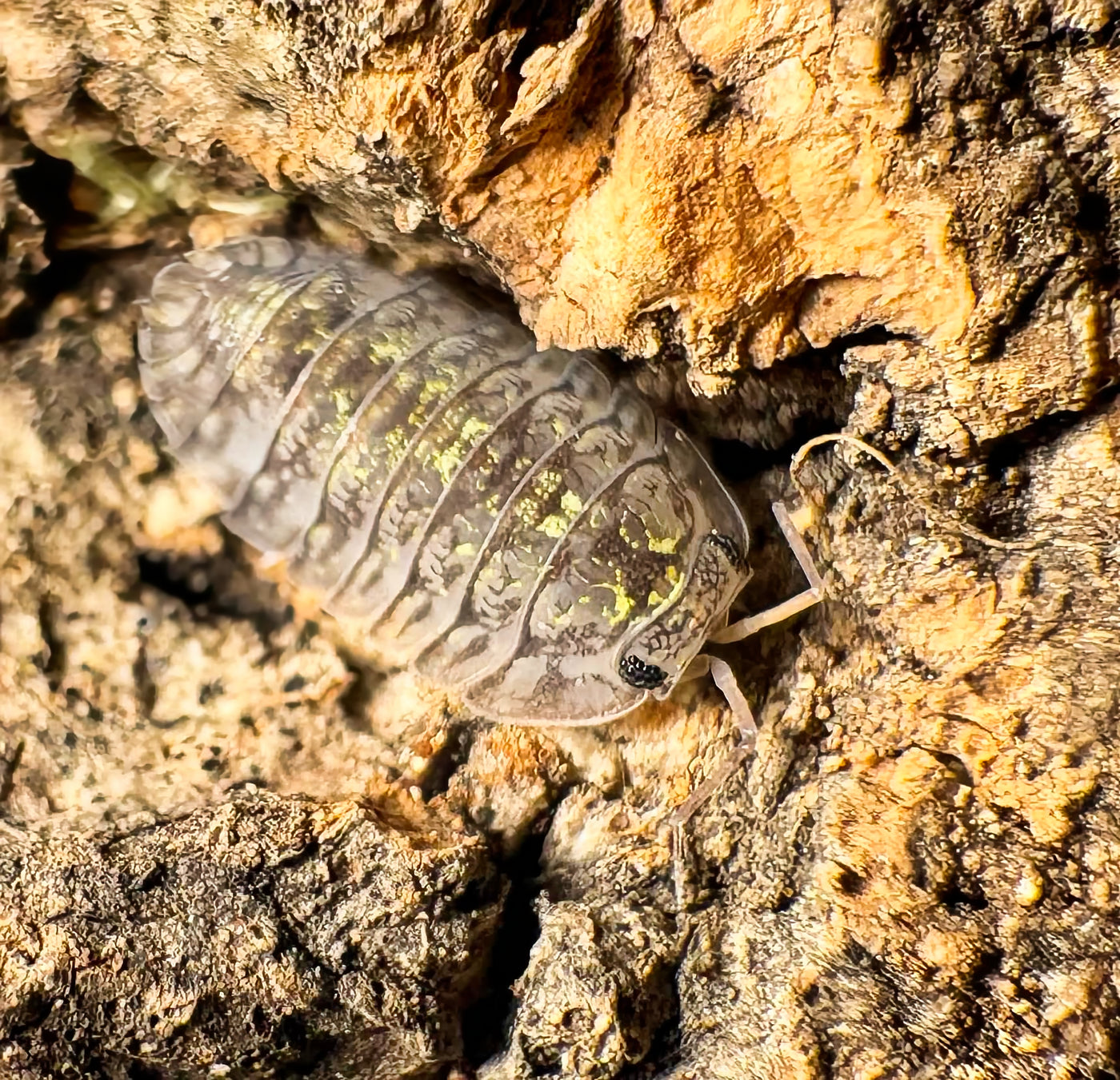 Troglodillo sp "Green Oyster"