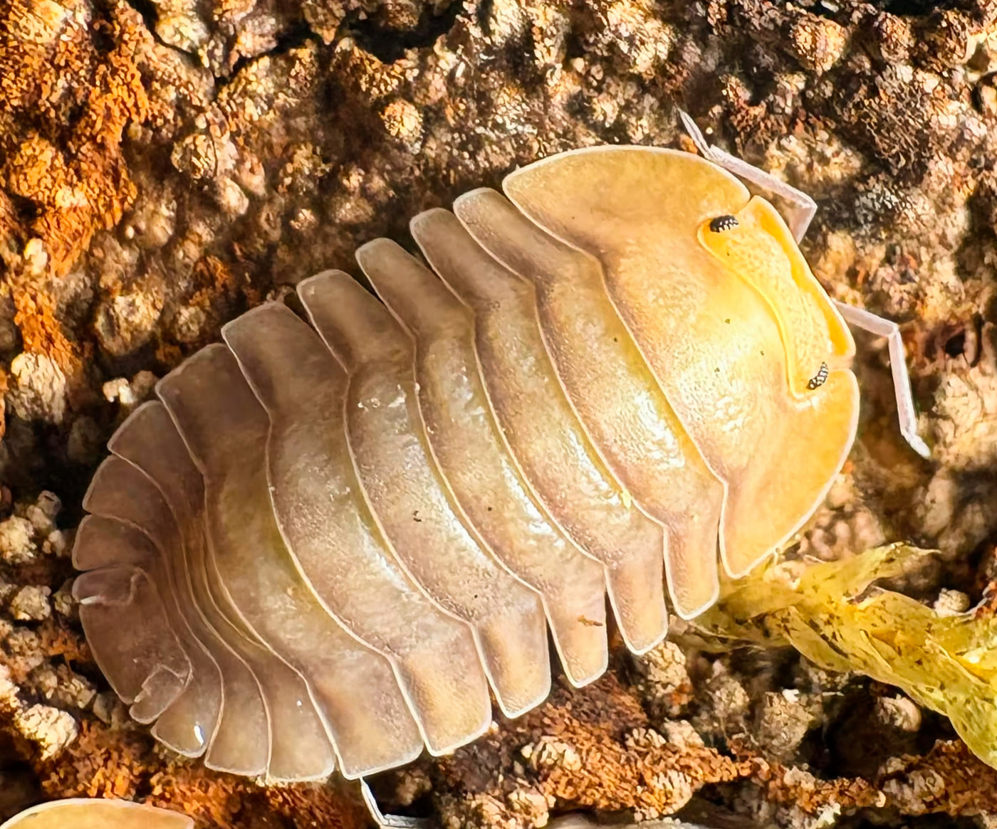 Troglodillo sp "Porcelain"