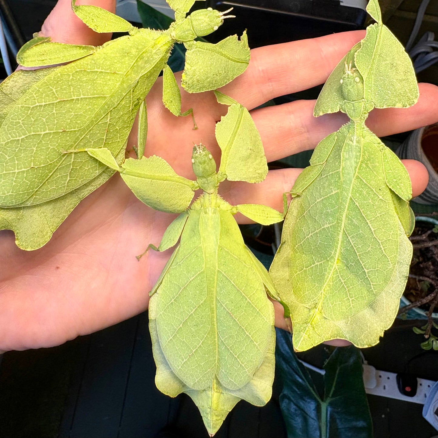 Cryptophyllium limogesi "Thac Krong Kmar" Eggs