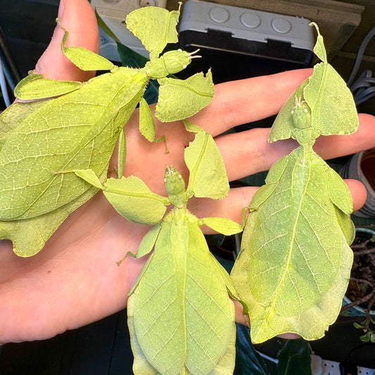 Cryptophyllium limogesi "Thac Krong Kmar" Nymphs