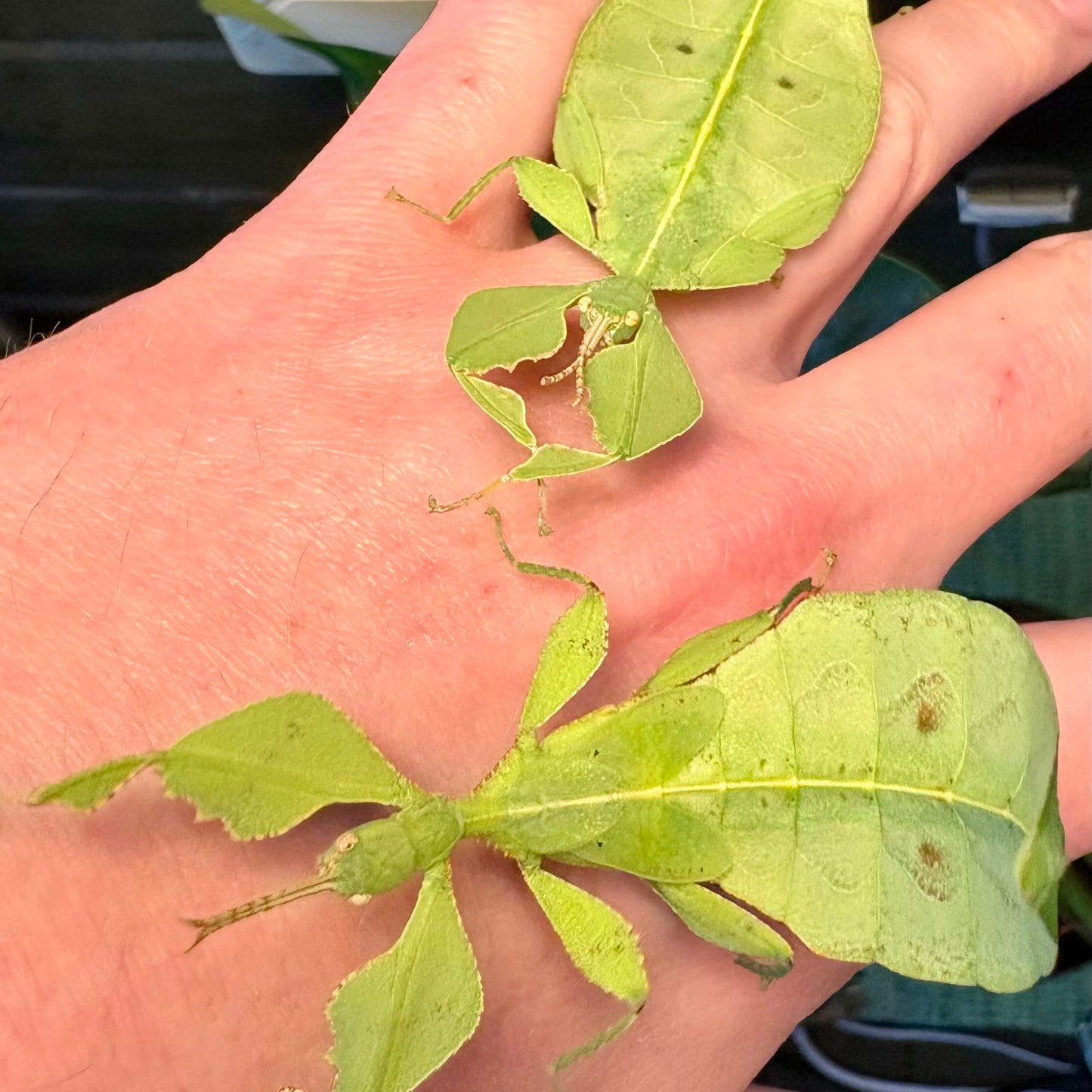 Cryptophyllium oyae "Ban Saleuy" Eggs