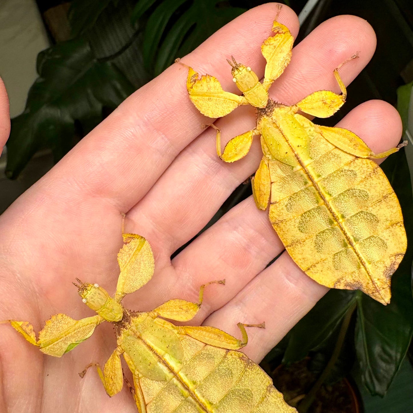 Phyllium letiranti "Tataba" Eggs