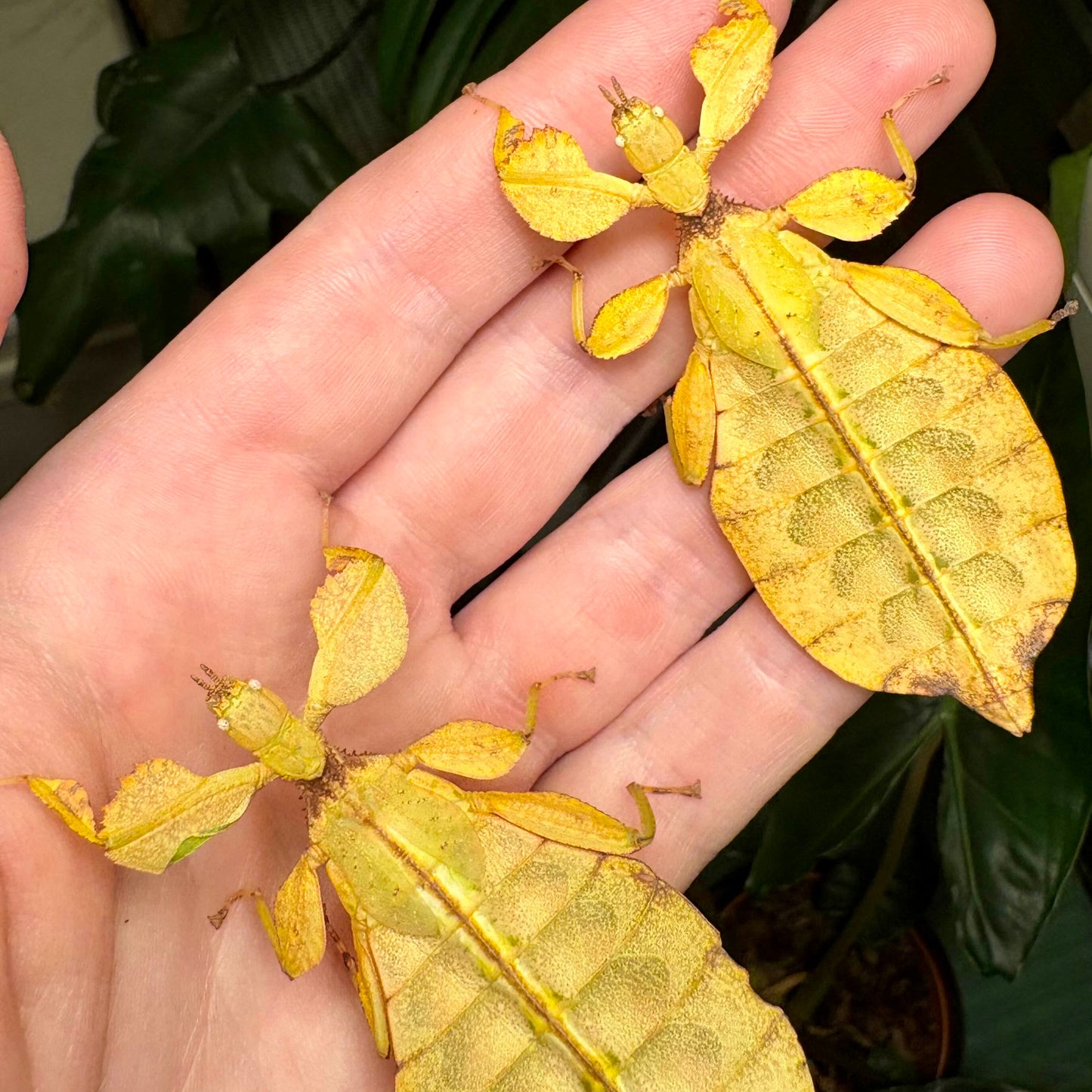 Phyllium letiranti "Tataba" Nymphs