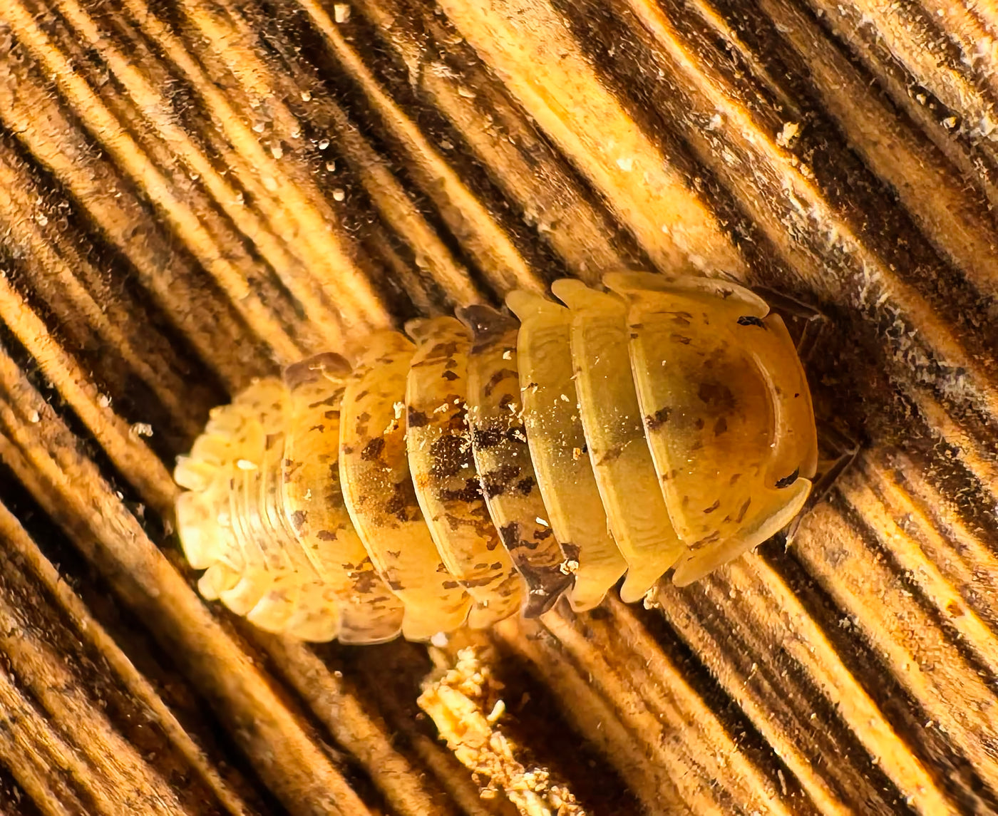 Filipinodillo sp "Yellow Labo"