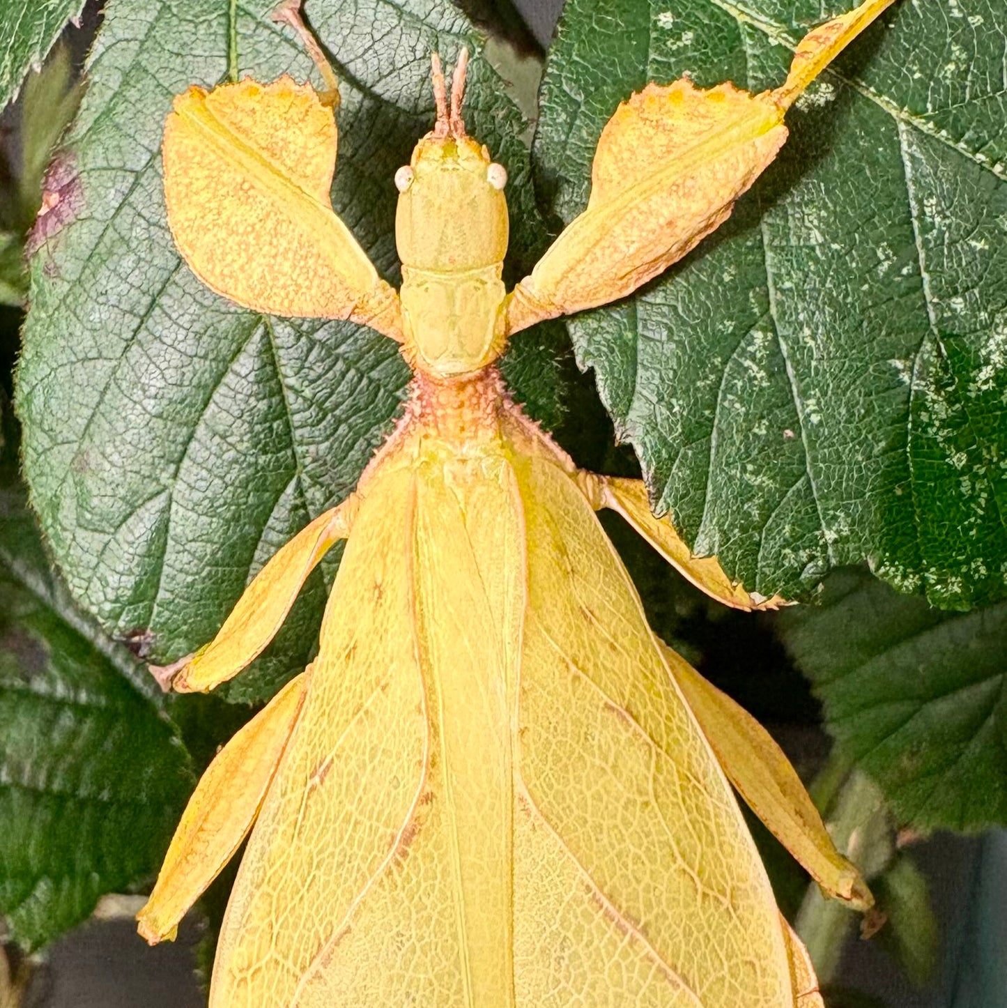 Phyllium letiranti "Tataba" Nymphs
