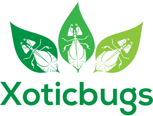 Xoticbugs