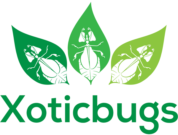 Xoticbugs