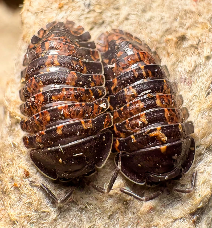 Adinda sp "Fire Ember"