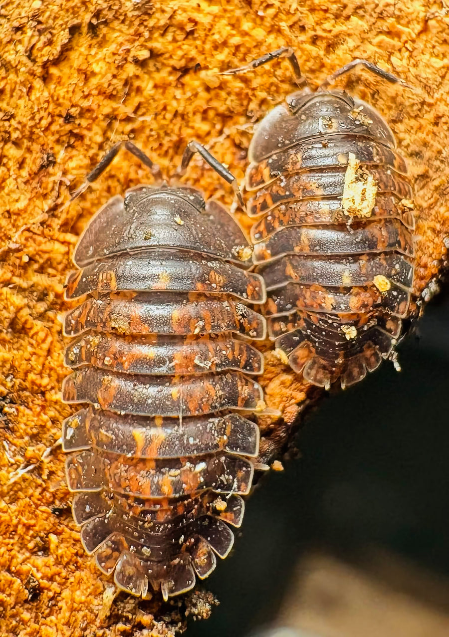 Adinda sp "Fire Ember"