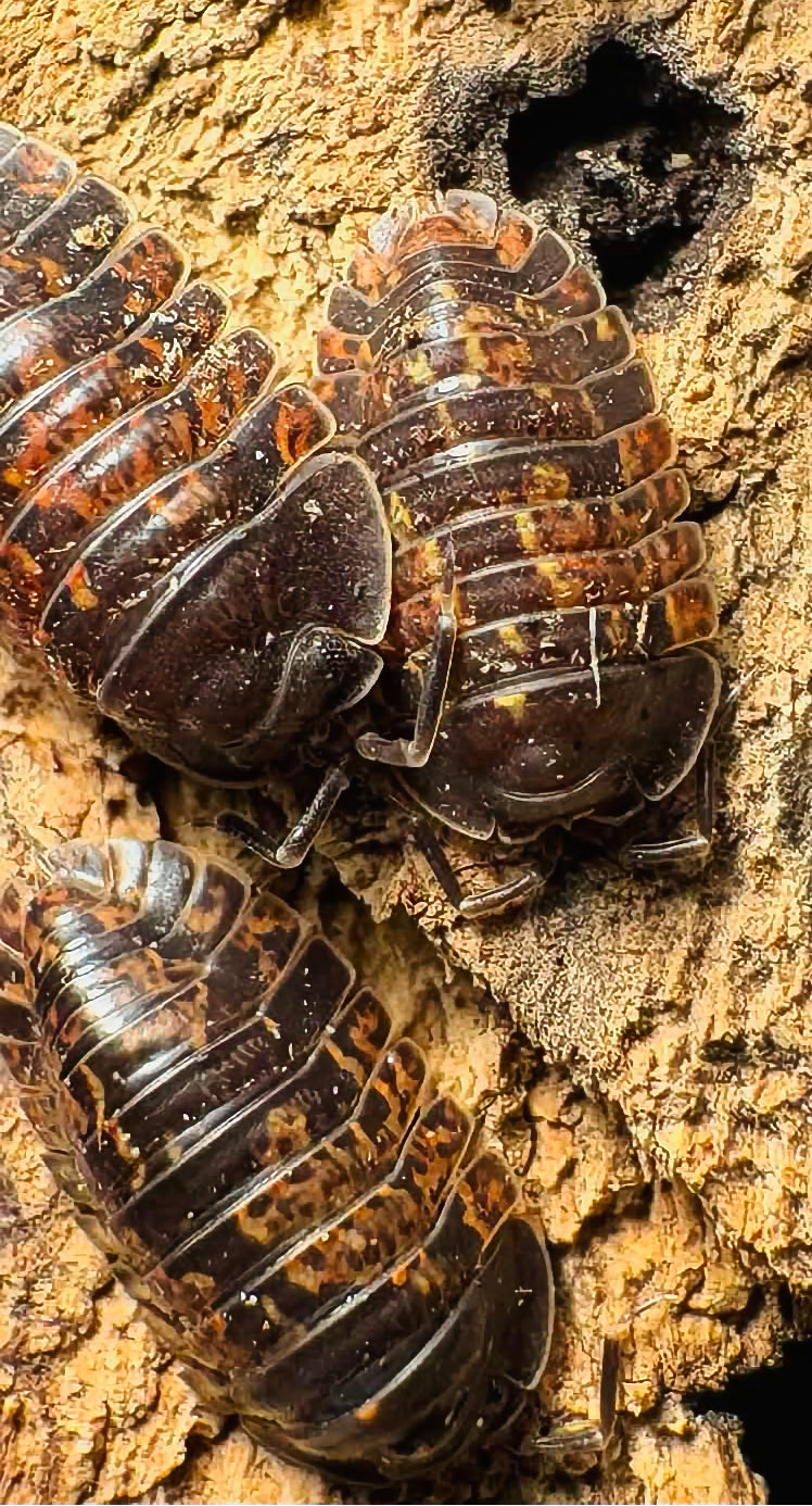 Adinda sp "Fire Ember"