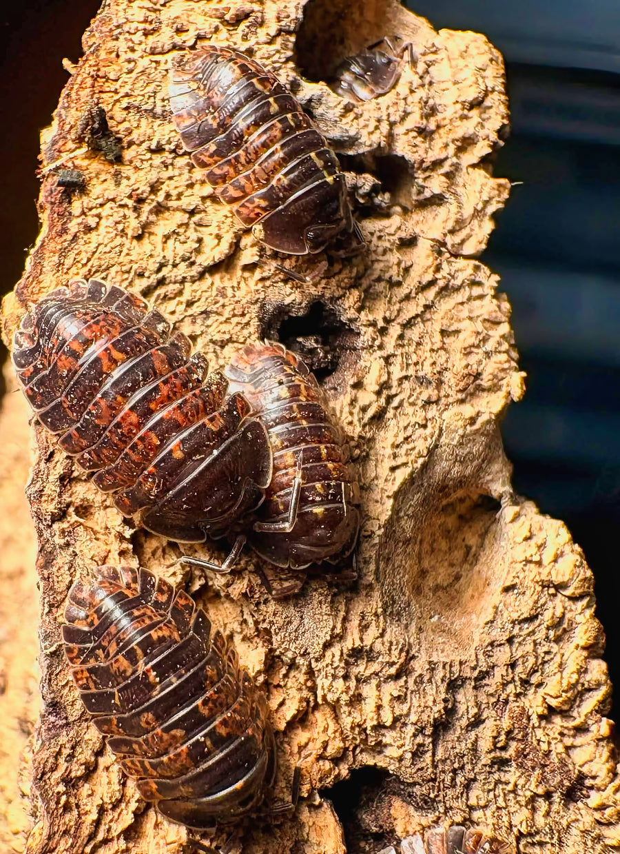 Adinda sp "Fire Ember"