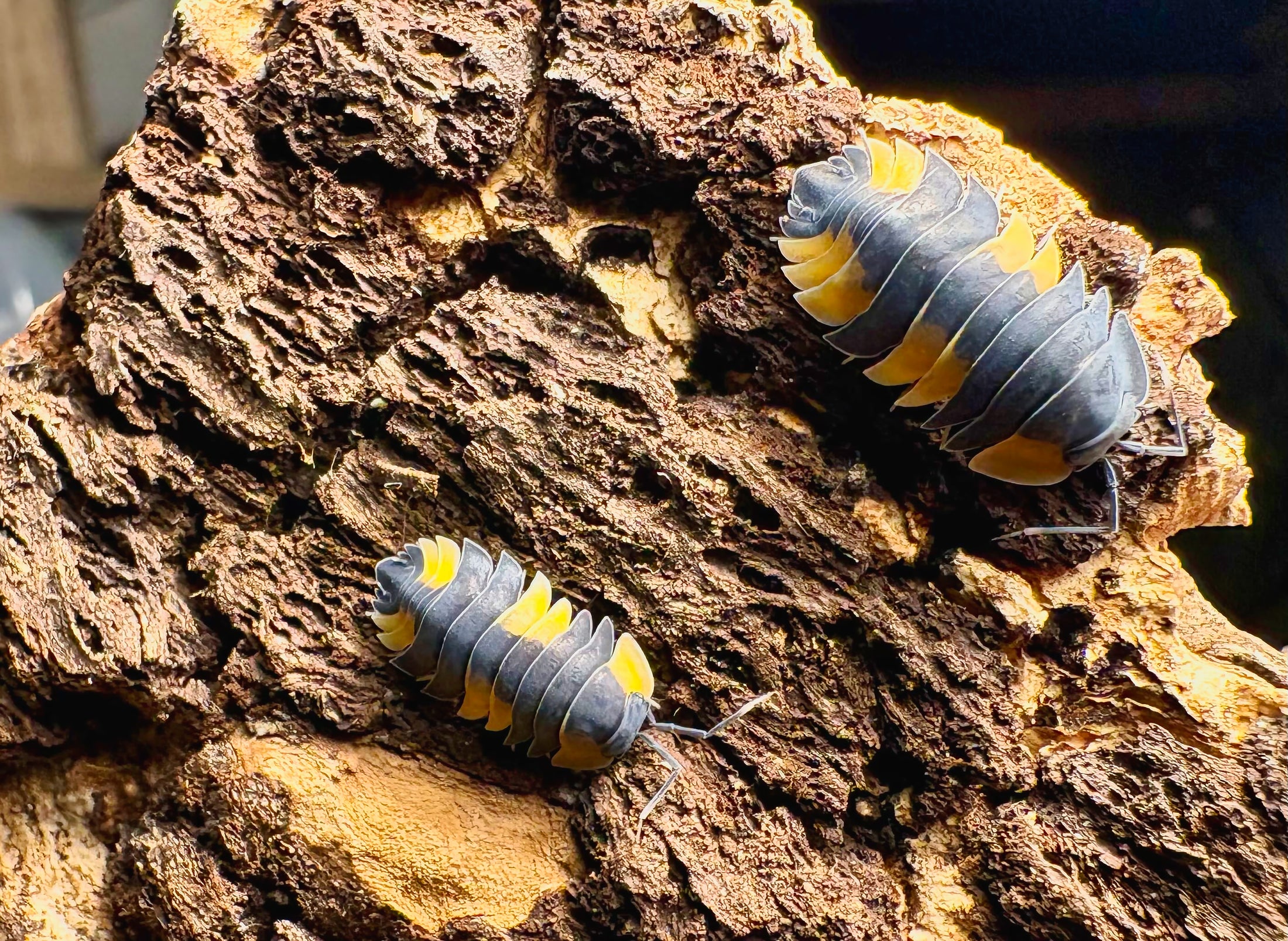 Ardentiella sp "Bicolor"