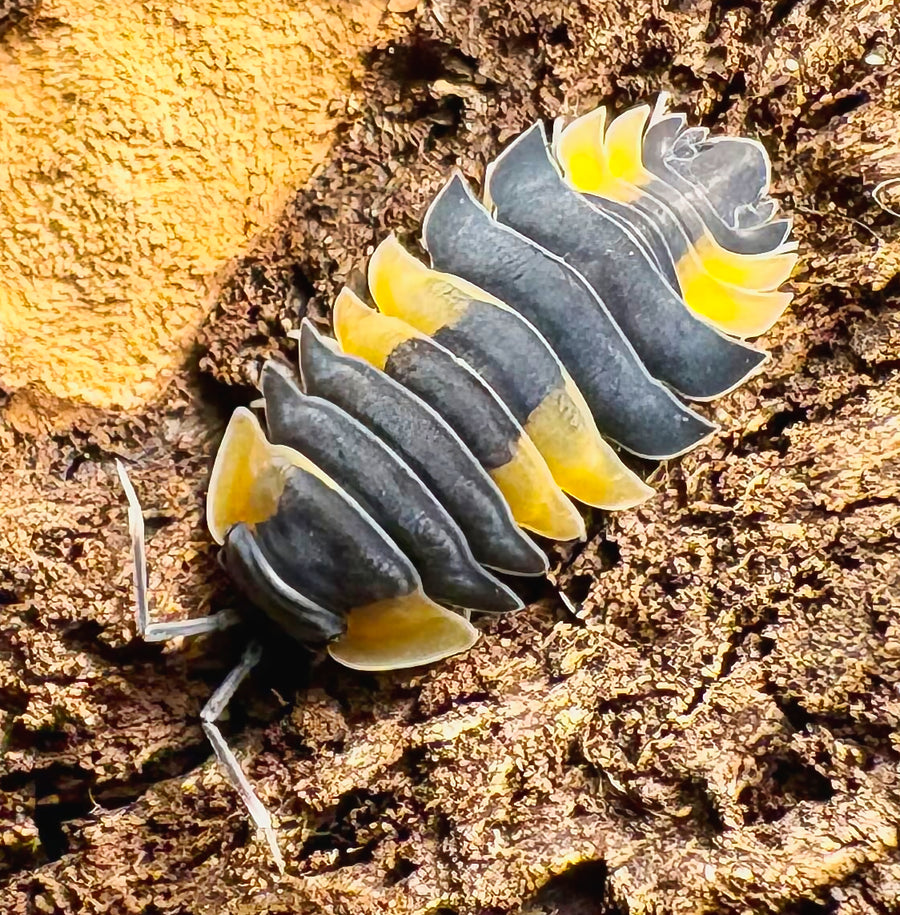 Ardentiella sp "Bicolor"