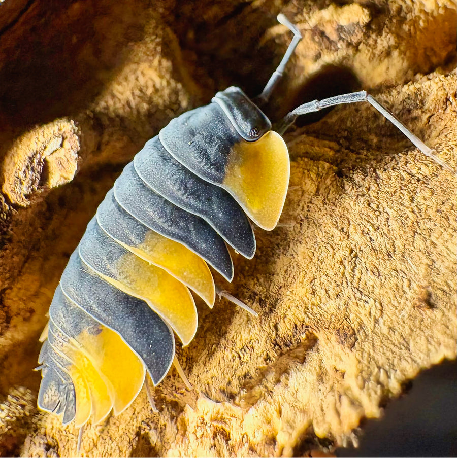Ardentiella sp "Bicolor"
