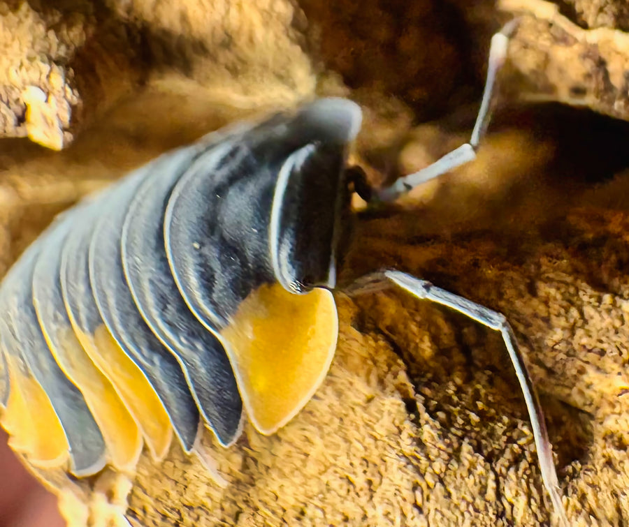 Ardentiella sp "Bicolor"