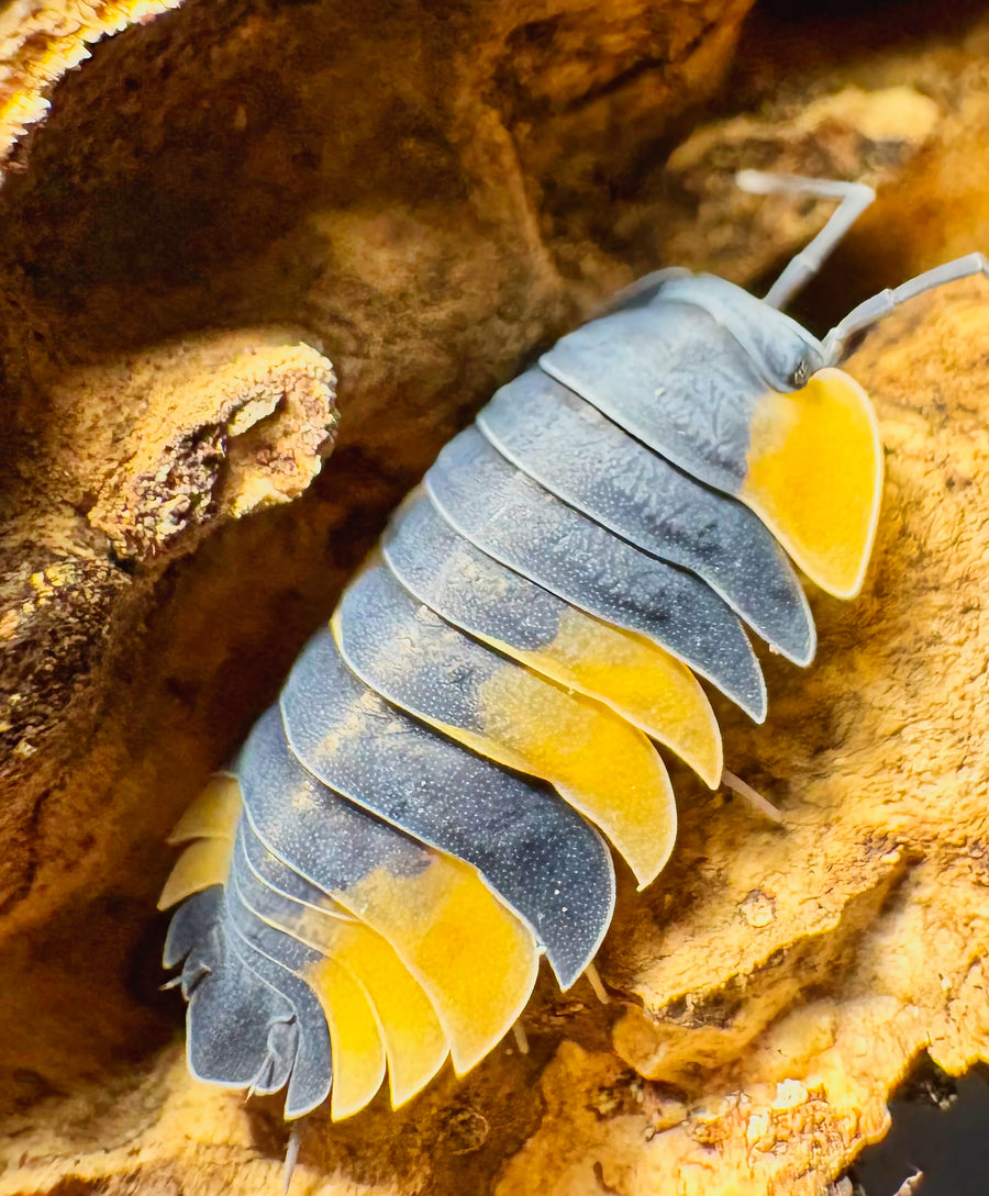 Ardentiella sp "Bicolor"