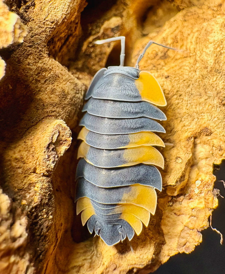 Ardentiella sp "Bicolor"