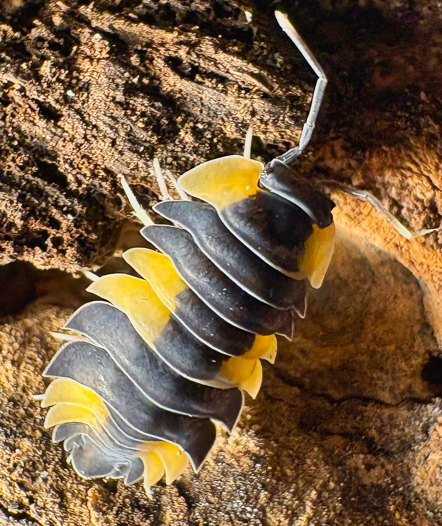Ardentiella sp "Bicolor"