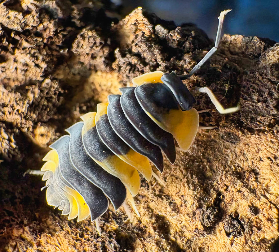 Ardentiella sp "Bicolor"