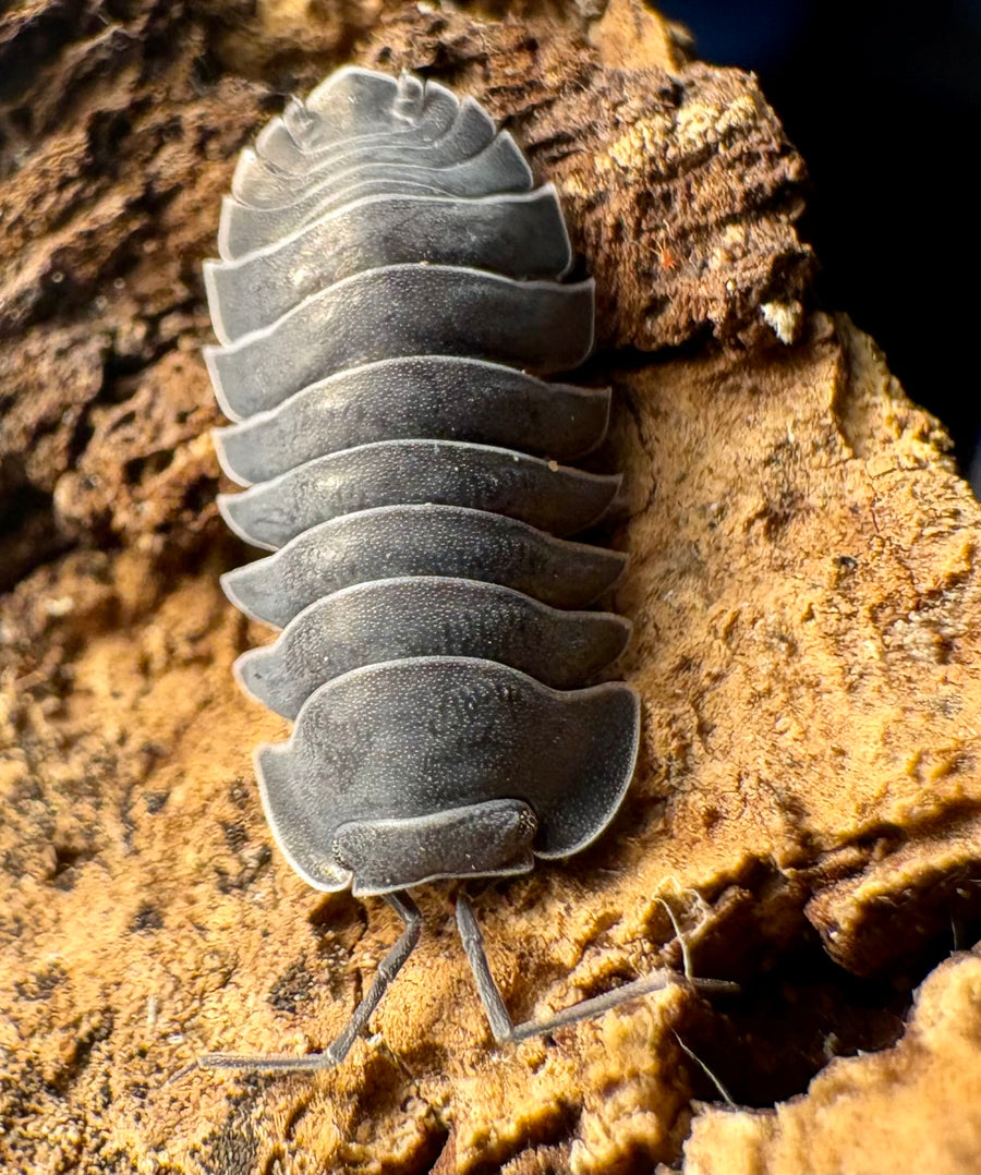 Ardentiella sp "Black Hole"