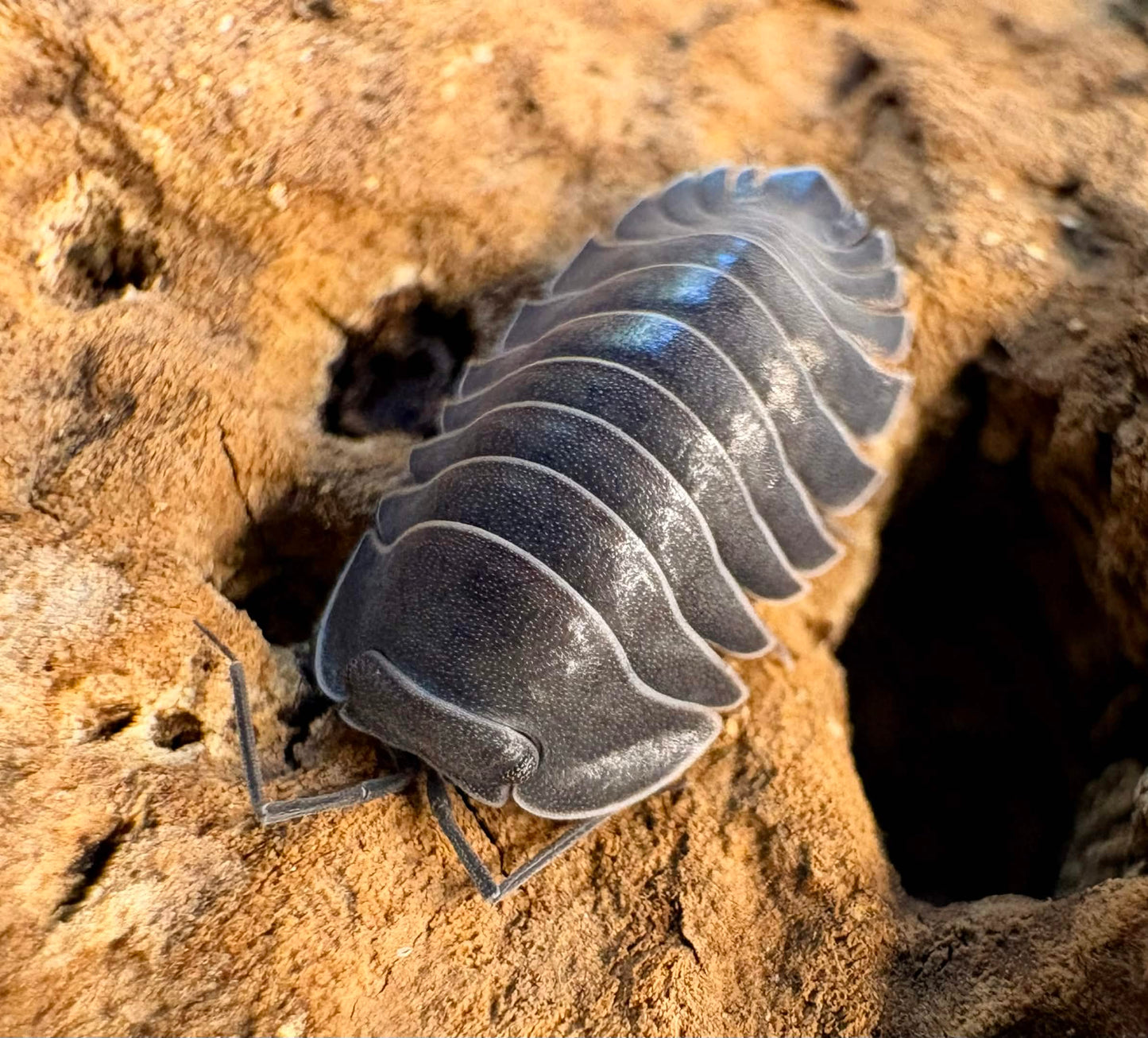 Ardentiella sp "Black Hole"