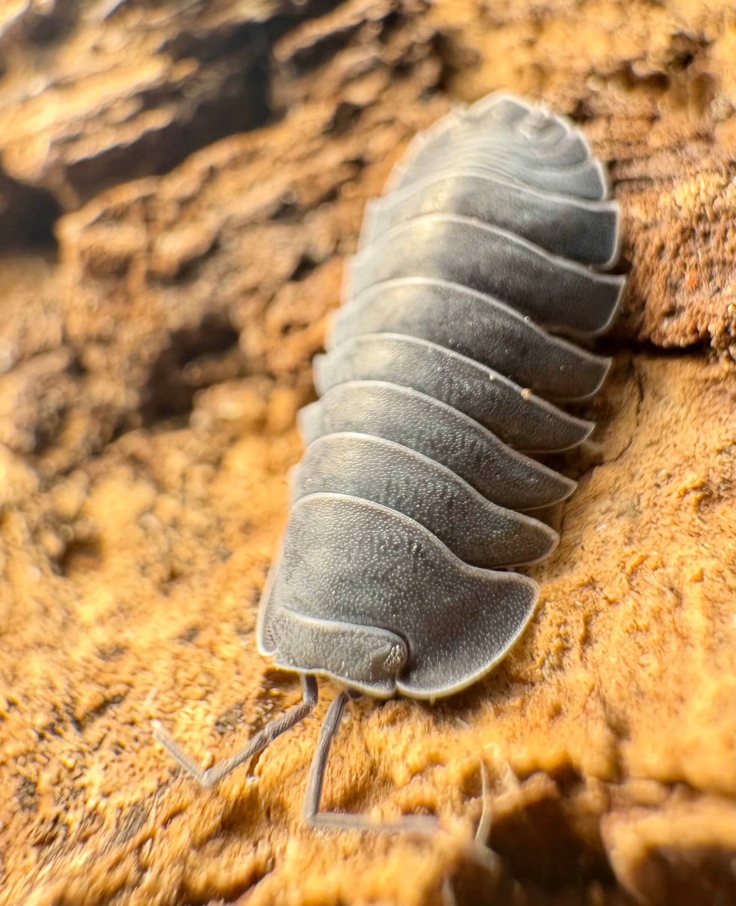 Ardentiella sp "Black Hole"