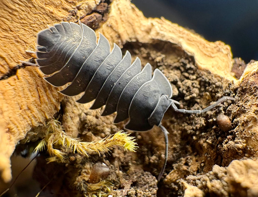 Ardentiella sp "Black Hole"