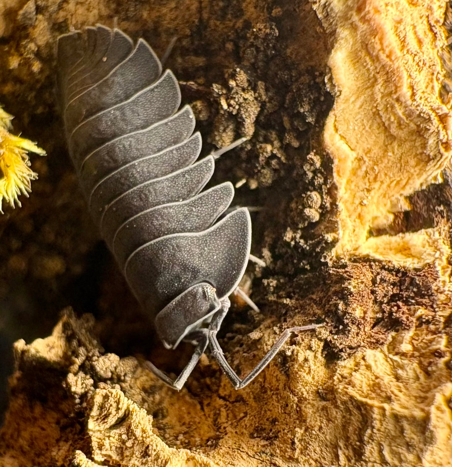 Ardentiella sp "Black Hole"
