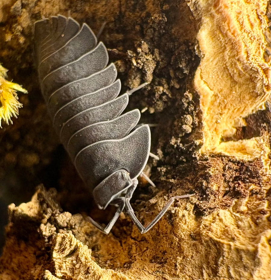 Ardentiella sp "Black Hole"
