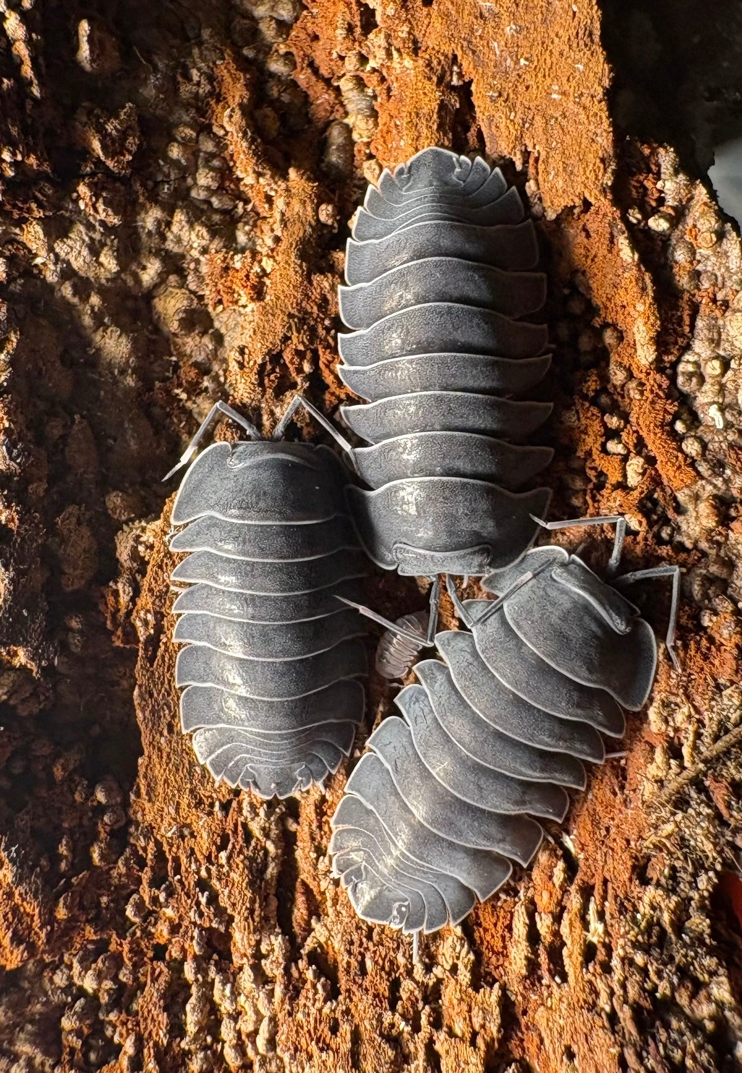 Ardentiella sp "Black Hole"