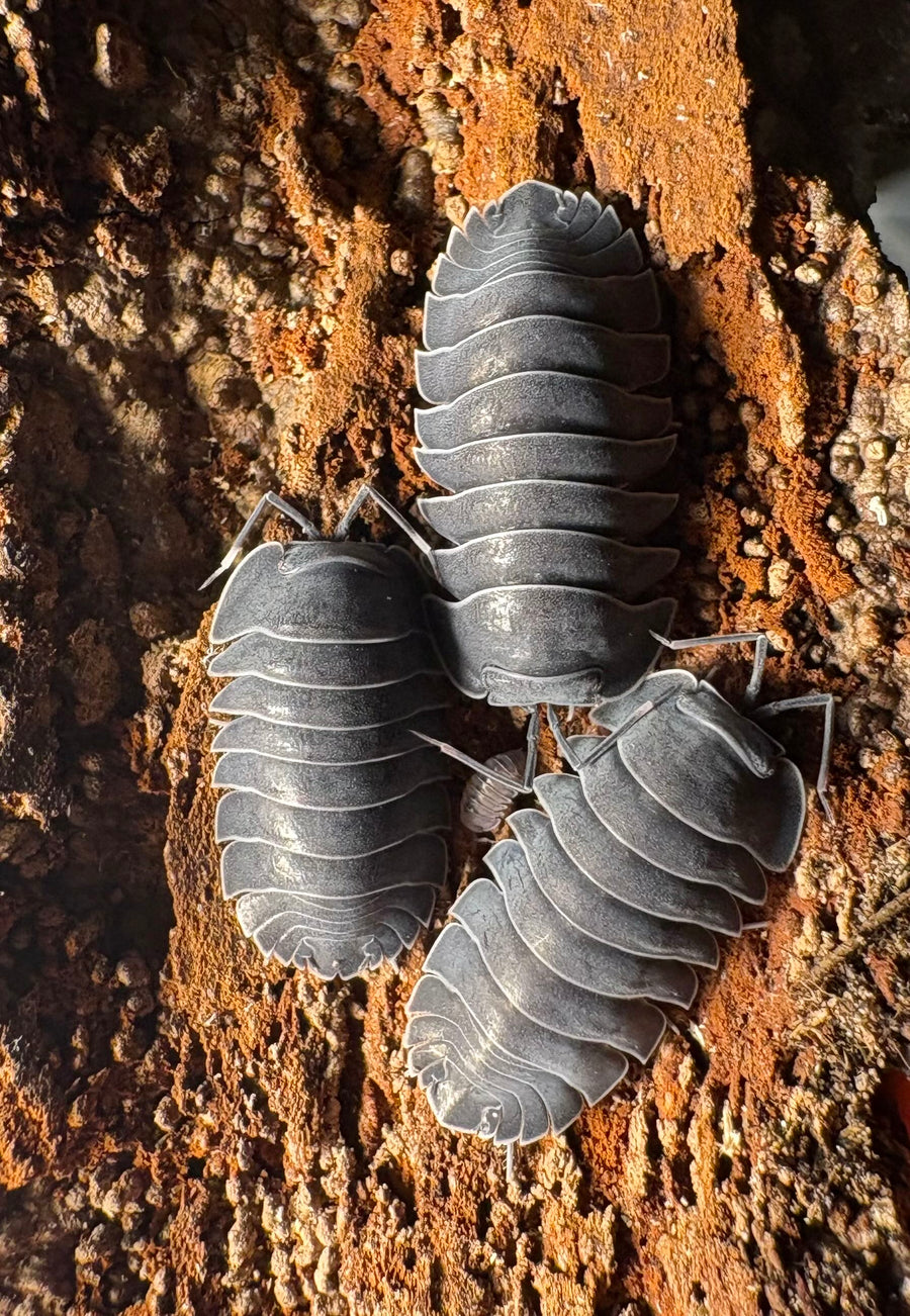 Ardentiella sp "Black Hole"