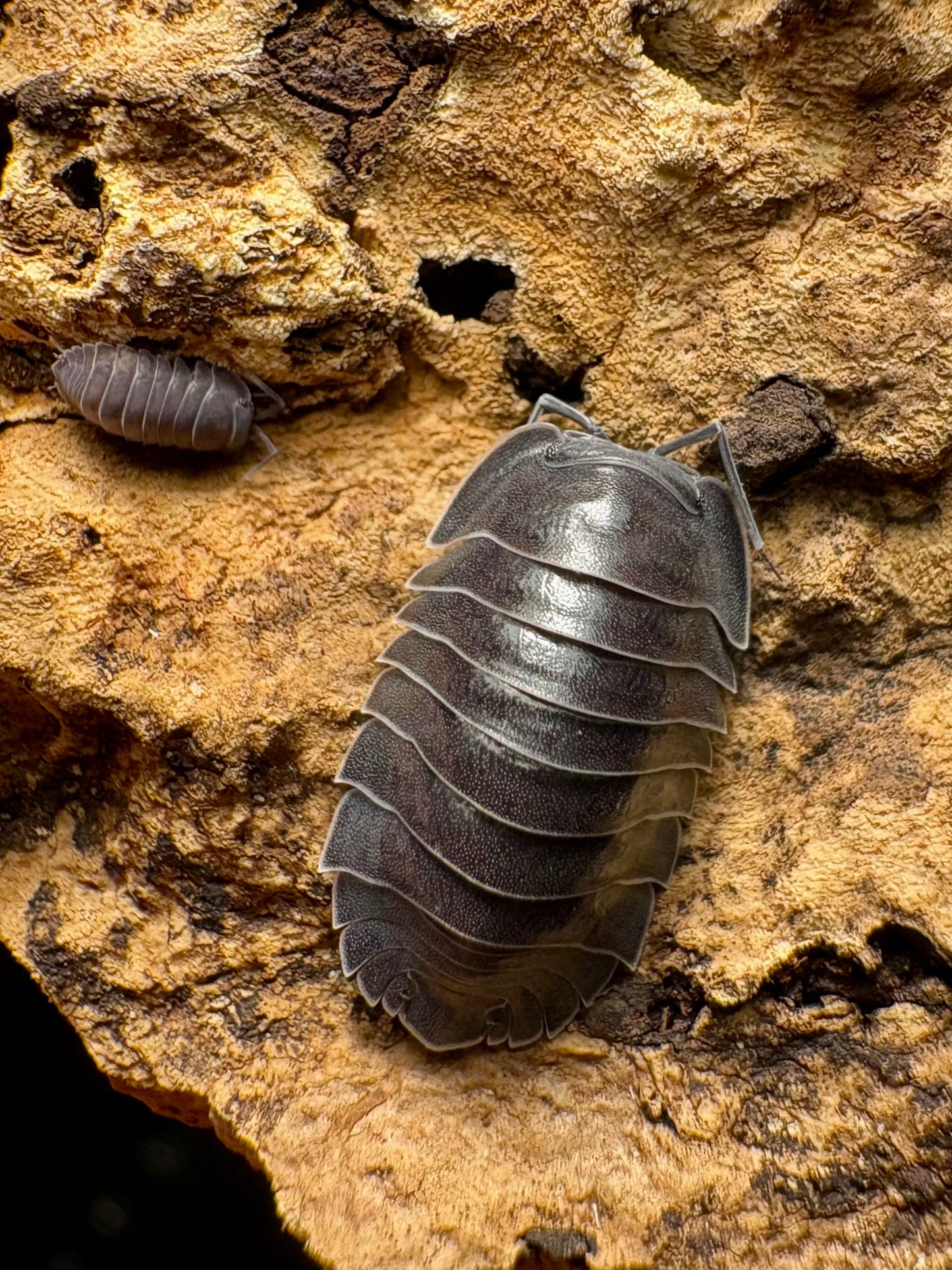 Ardentiella sp "Black Hole"
