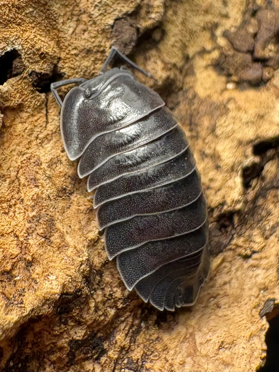Ardentiella sp "Black Hole"