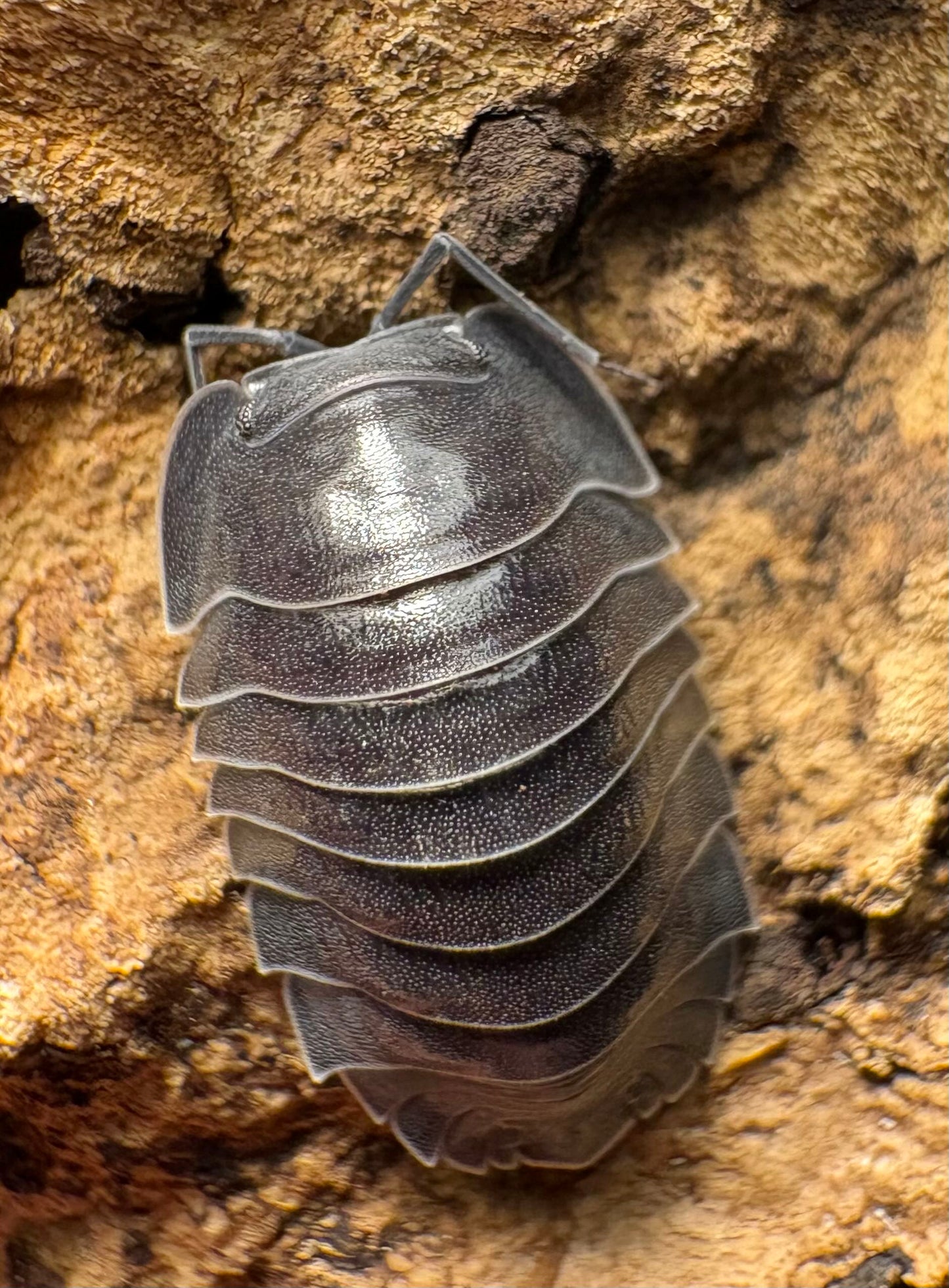 Ardentiella sp "Black Hole"