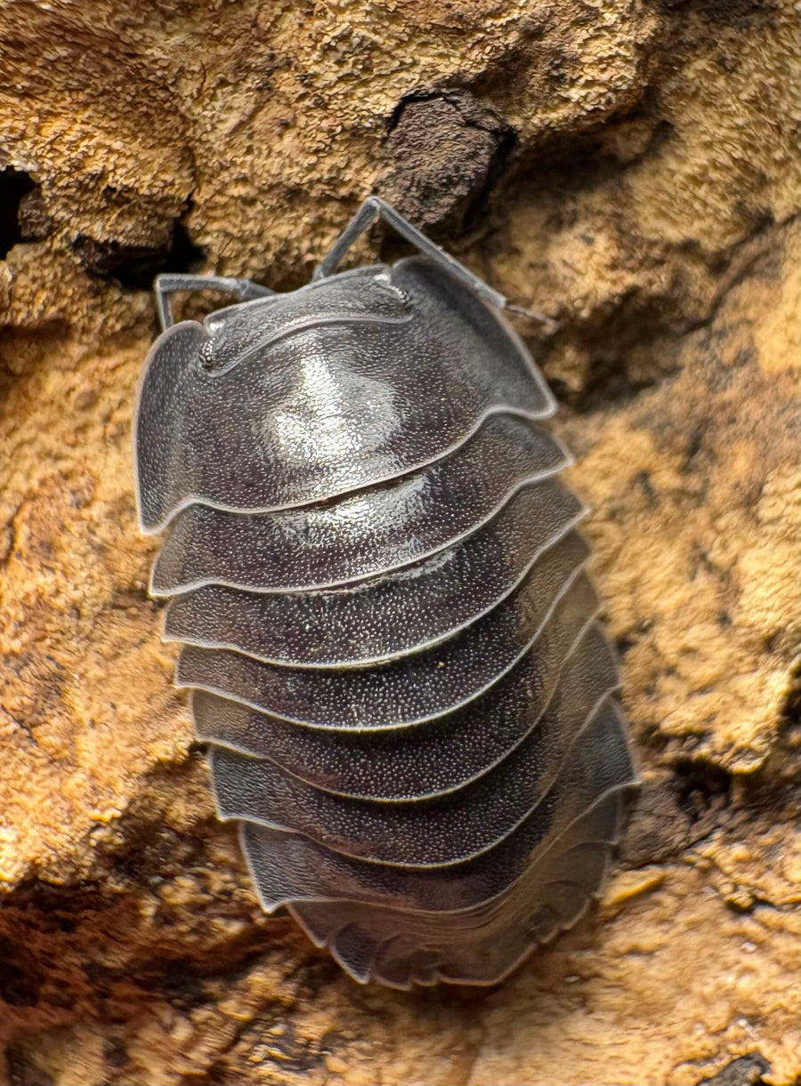 Ardentiella sp "Black Hole"