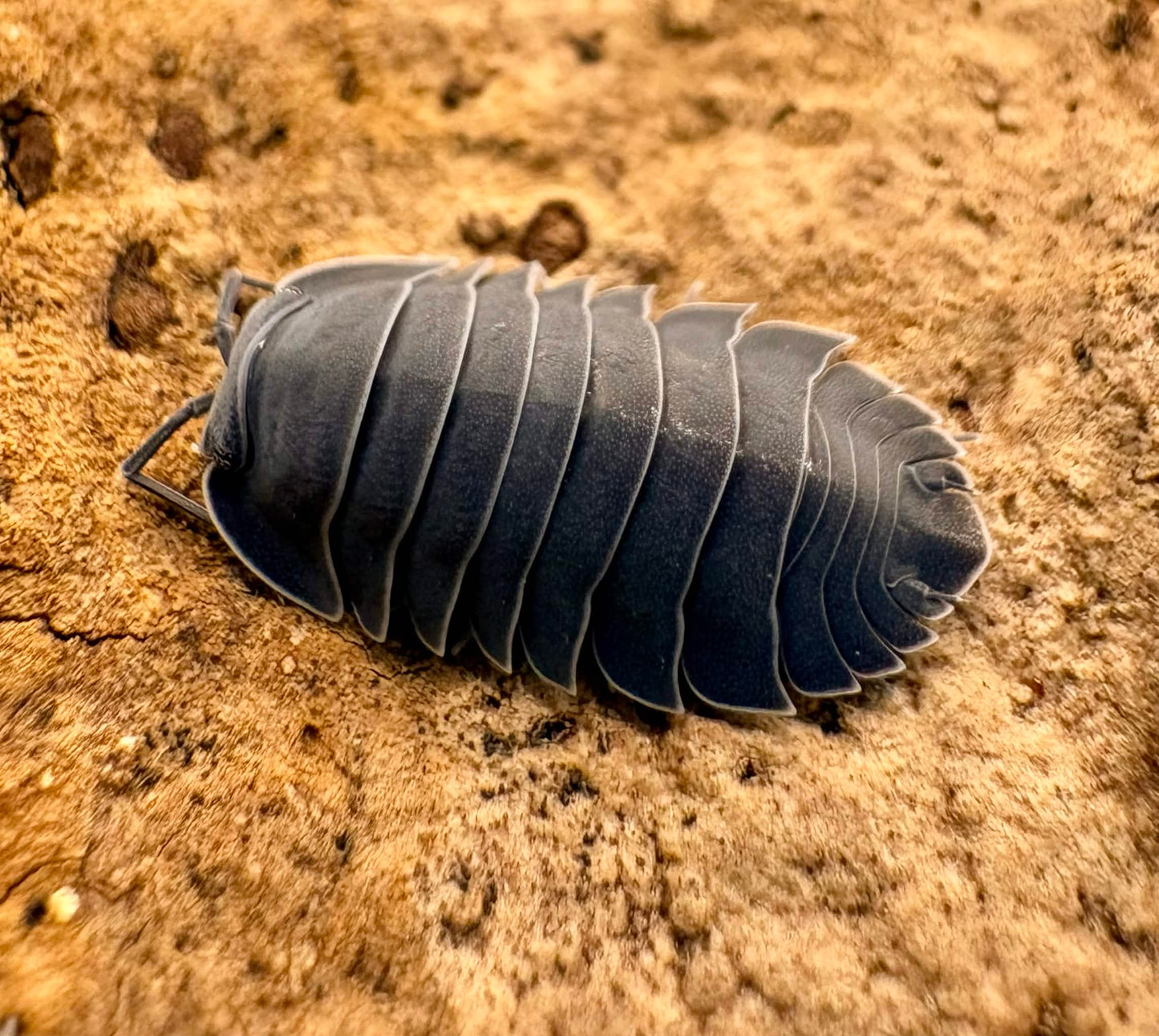 Ardentiella sp "Black Hole"