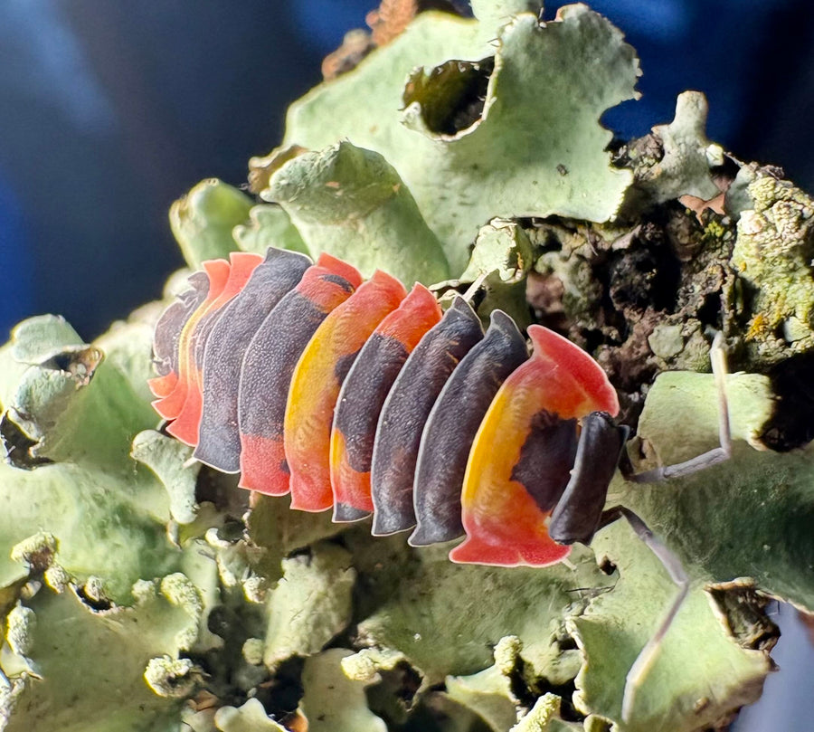 Ardentiella sp "Blister Fire"