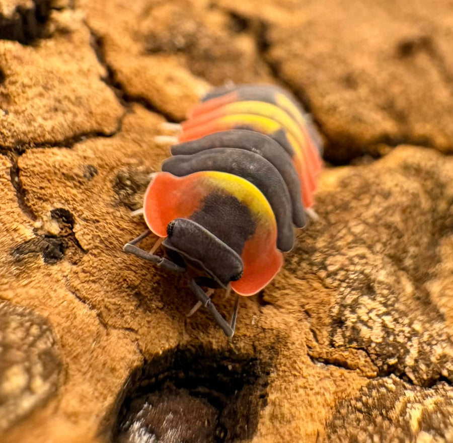 Ardentiella sp "Blister Fire"