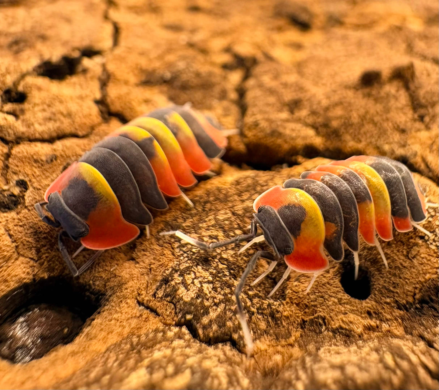 Ardentiella sp "Blister Fire"