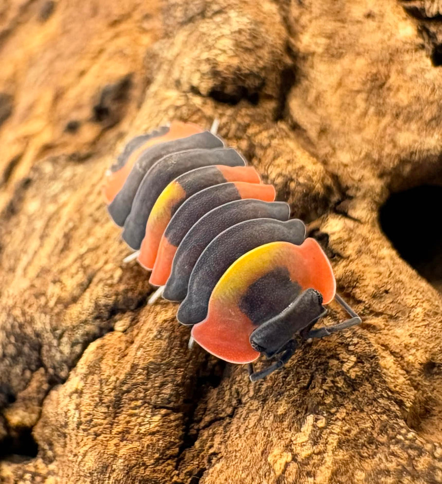 Ardentiella sp "Blister Fire"
