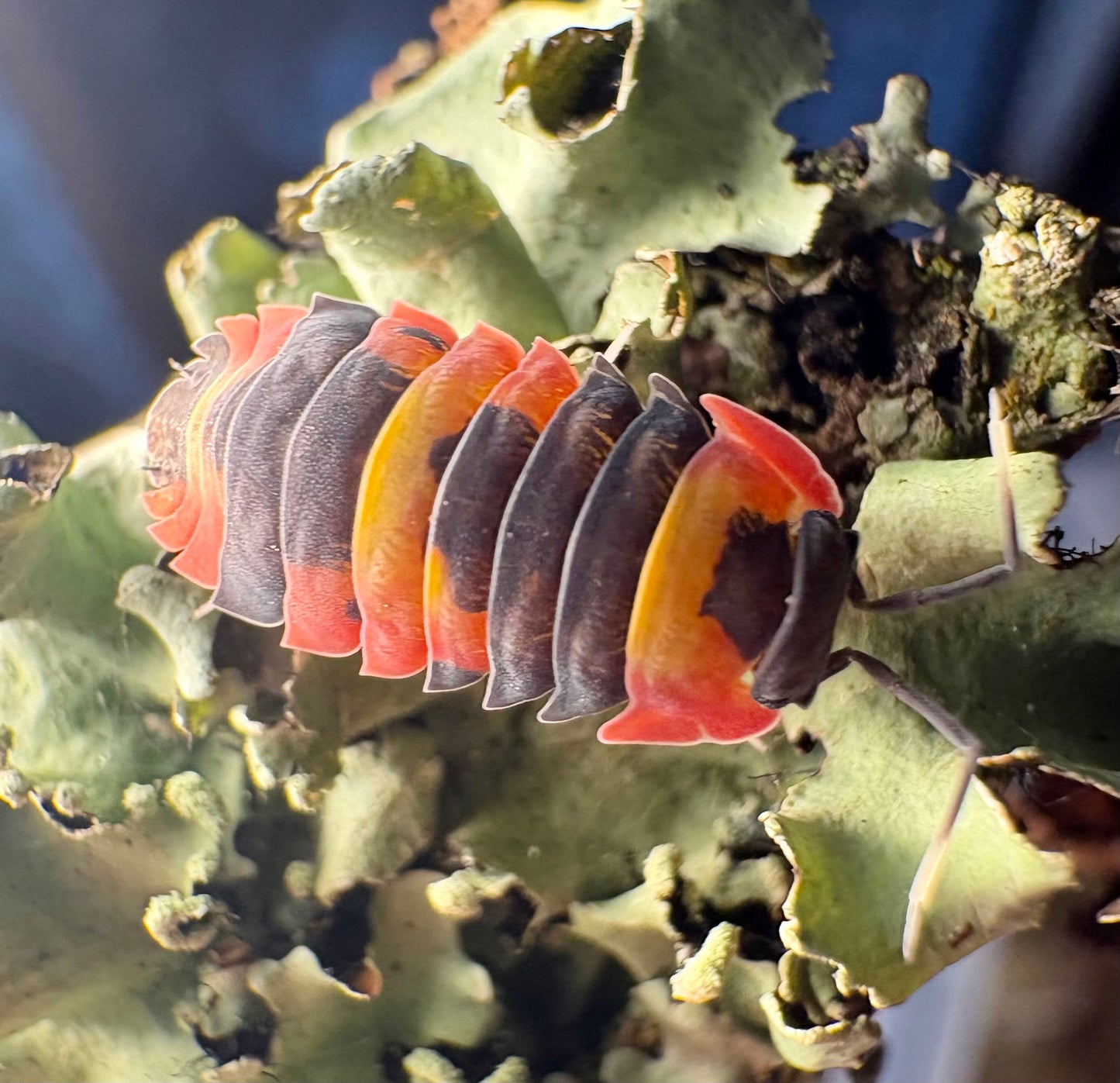 Ardentiella sp "Blister Fire"