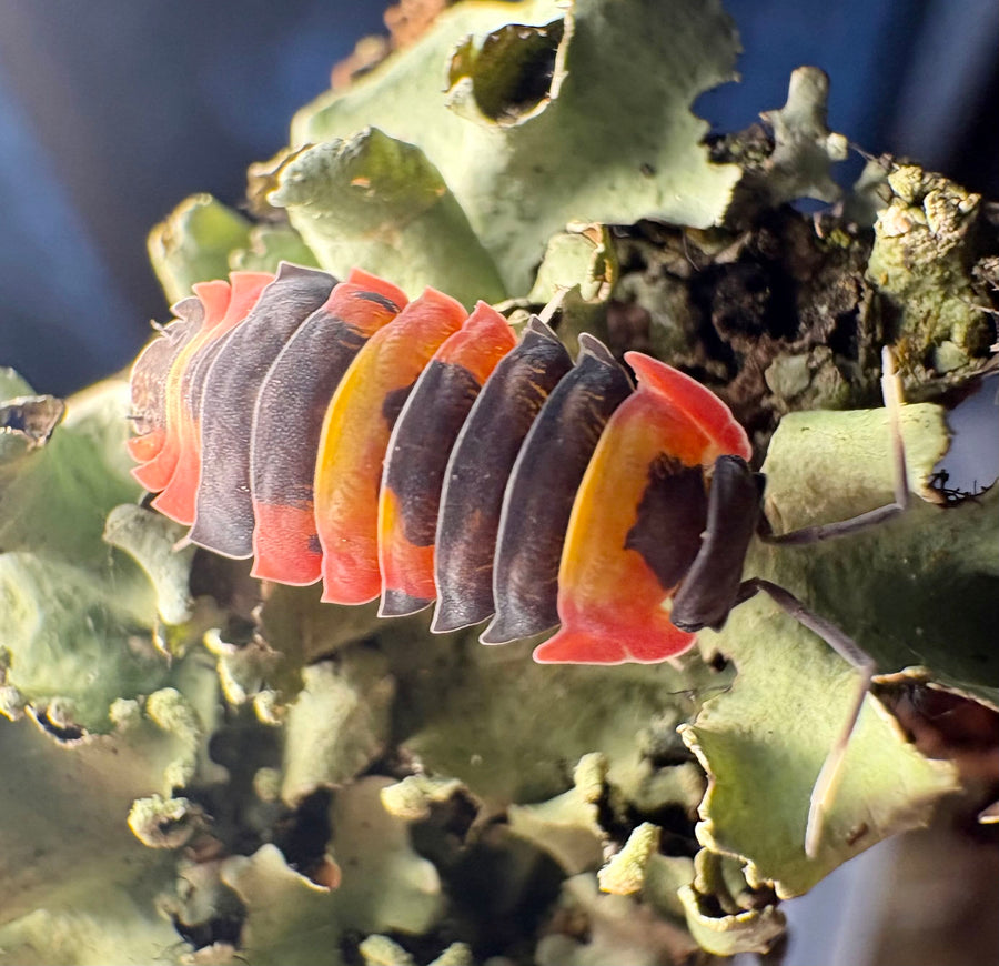 Ardentiella sp "Blister Fire"