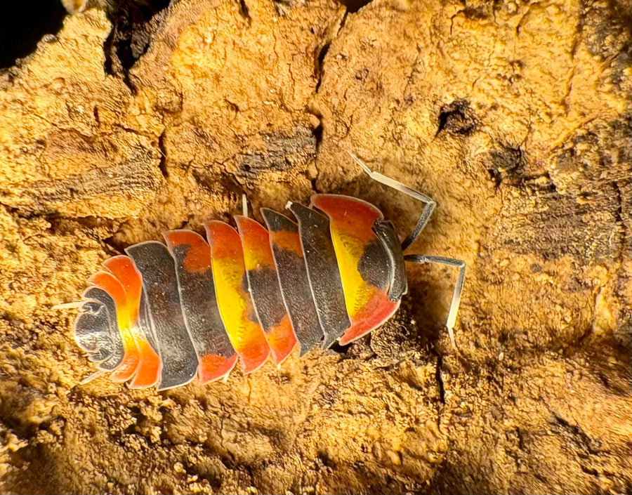 Ardentiella sp "Blister Fire"