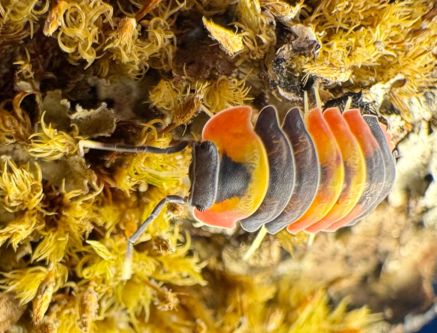 Ardentiella sp "Blister Fire"