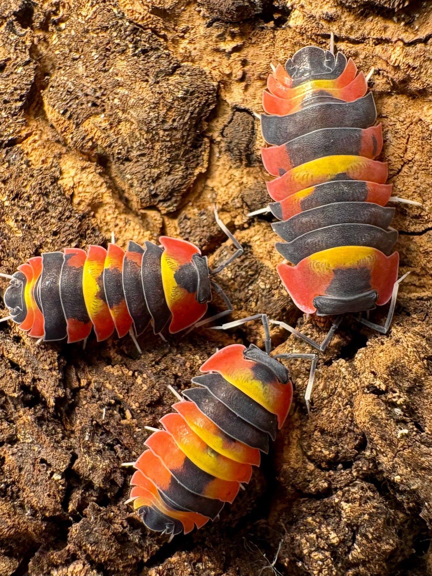 Ardentiella sp "Blister Fire"
