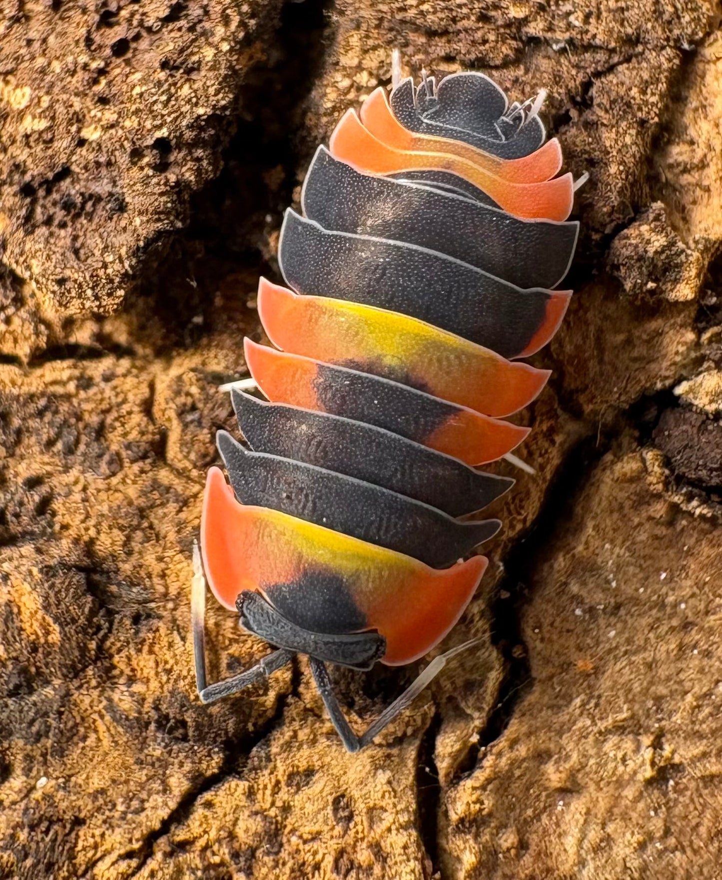 Ardentiella sp "Blister Fire"