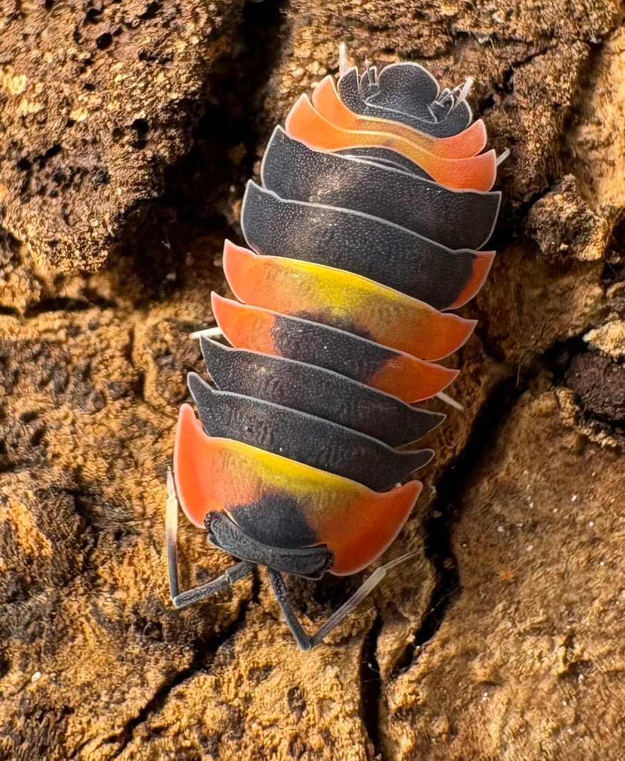 Ardentiella sp "Blister Fire"