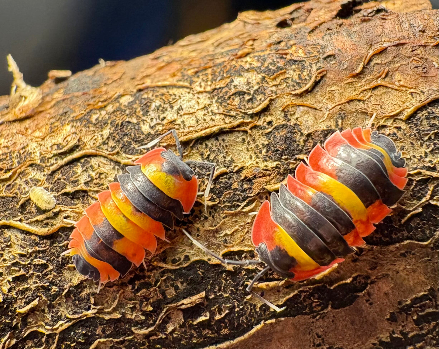 Ardentiella sp "Blister Fire"