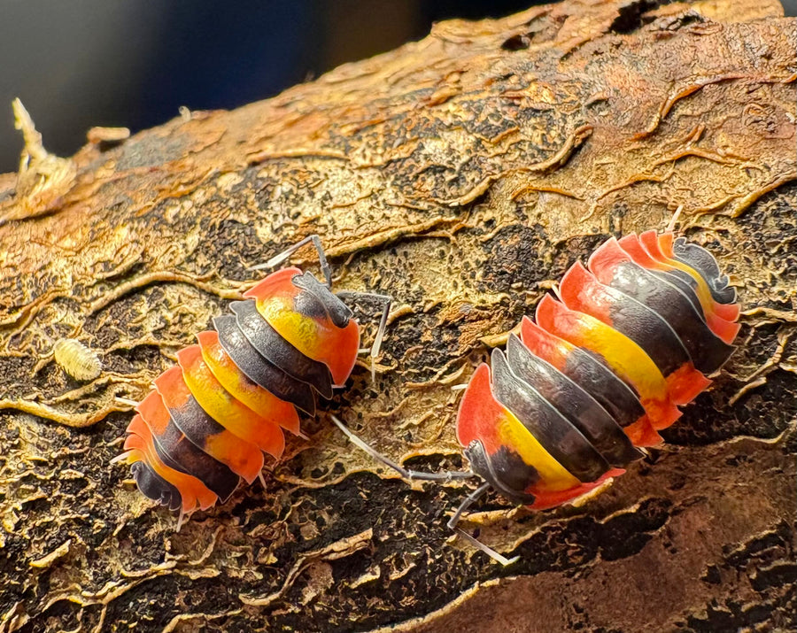 Ardentiella sp "Blister Fire"