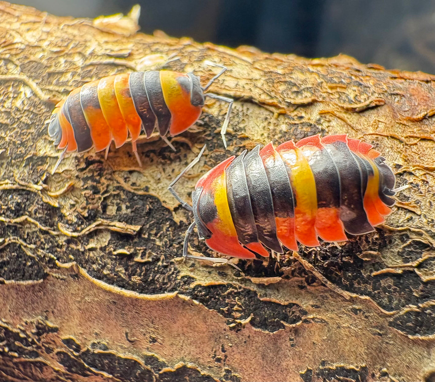Ardentiella sp "Blister Fire"
